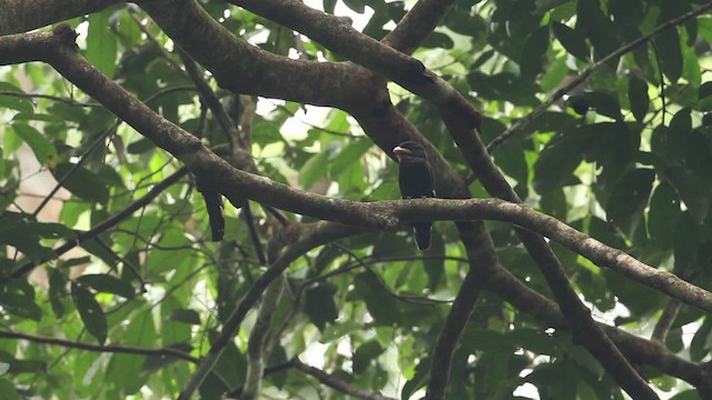 Dusky Broadbill - ML471546