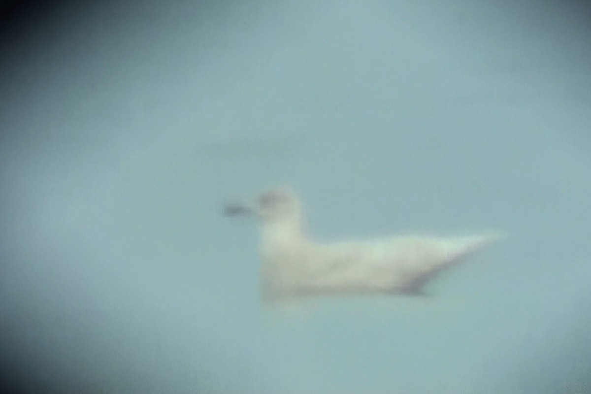 Iceland Gull (kumlieni/glaucoides) - ML47154631
