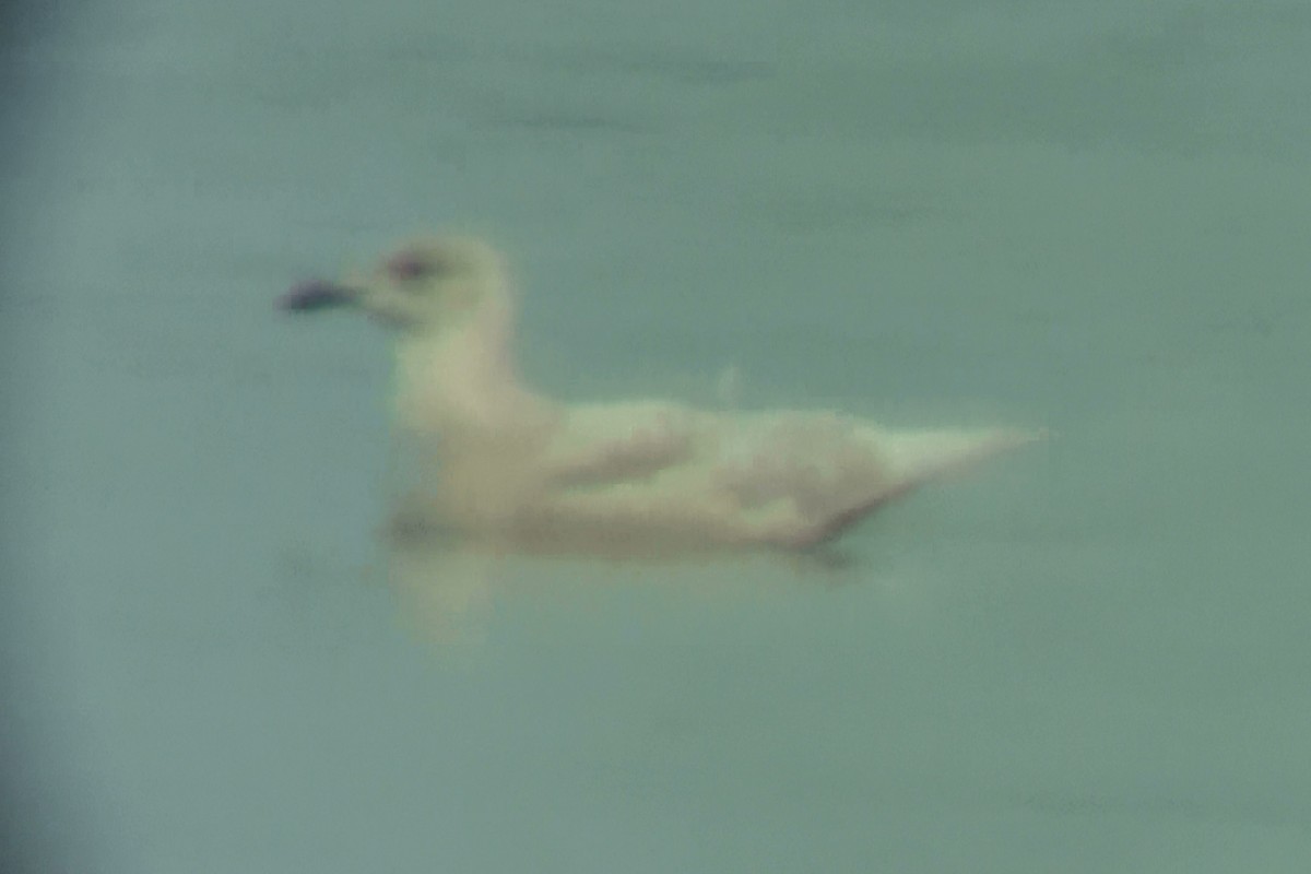 Iceland Gull (kumlieni/glaucoides) - ML47154641
