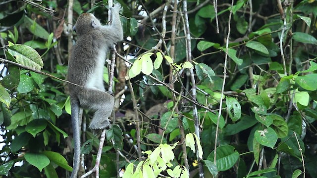 Long-tailed Macaque - ML471547