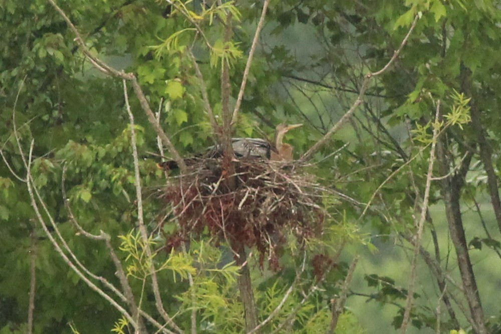 Amerika-Schlangenhalsvogel - ML471547871