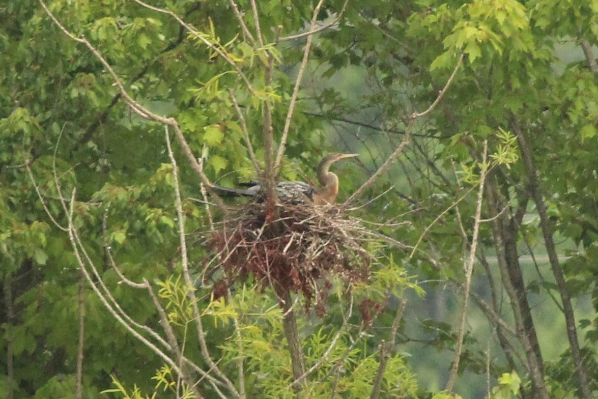 Amerika-Schlangenhalsvogel - ML471547881