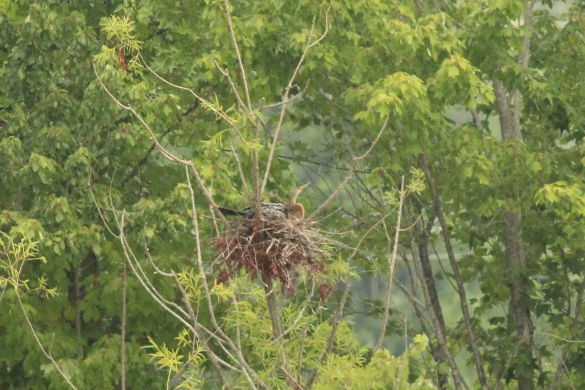 Amerika-Schlangenhalsvogel - ML471547891