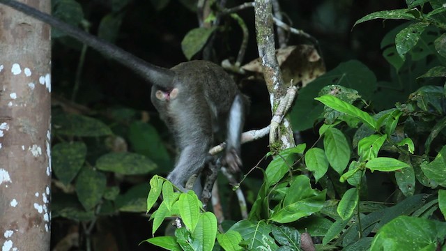 Long-tailed Macaque - ML471548