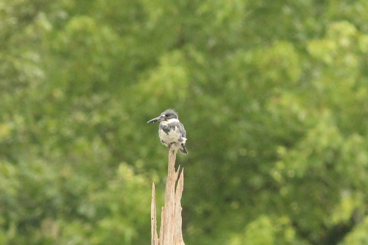 Belted Kingfisher - ML471548761
