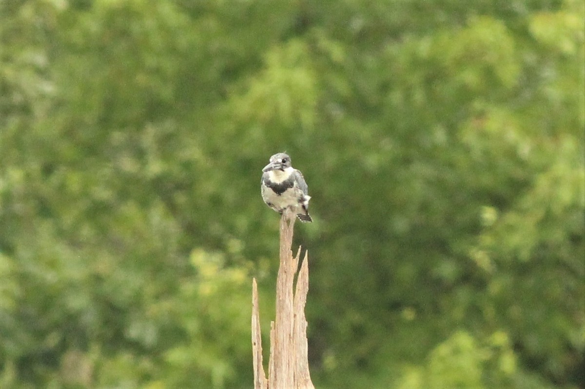 Martin-pêcheur d'Amérique - ML471548771