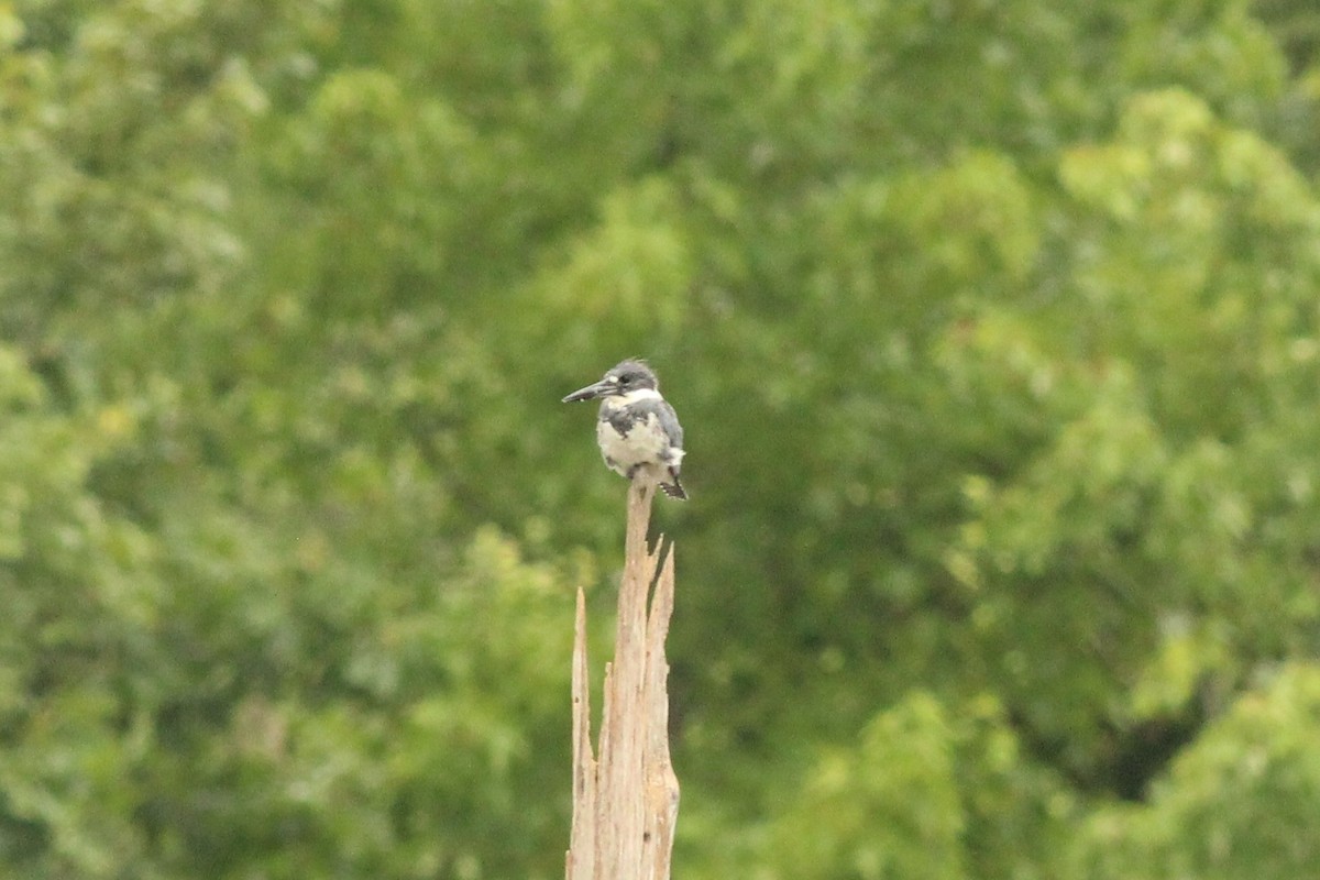 Belted Kingfisher - ML471548781