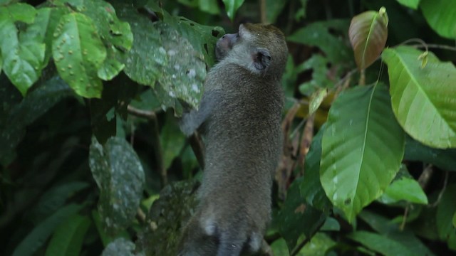 Long-tailed Macaque - ML471549