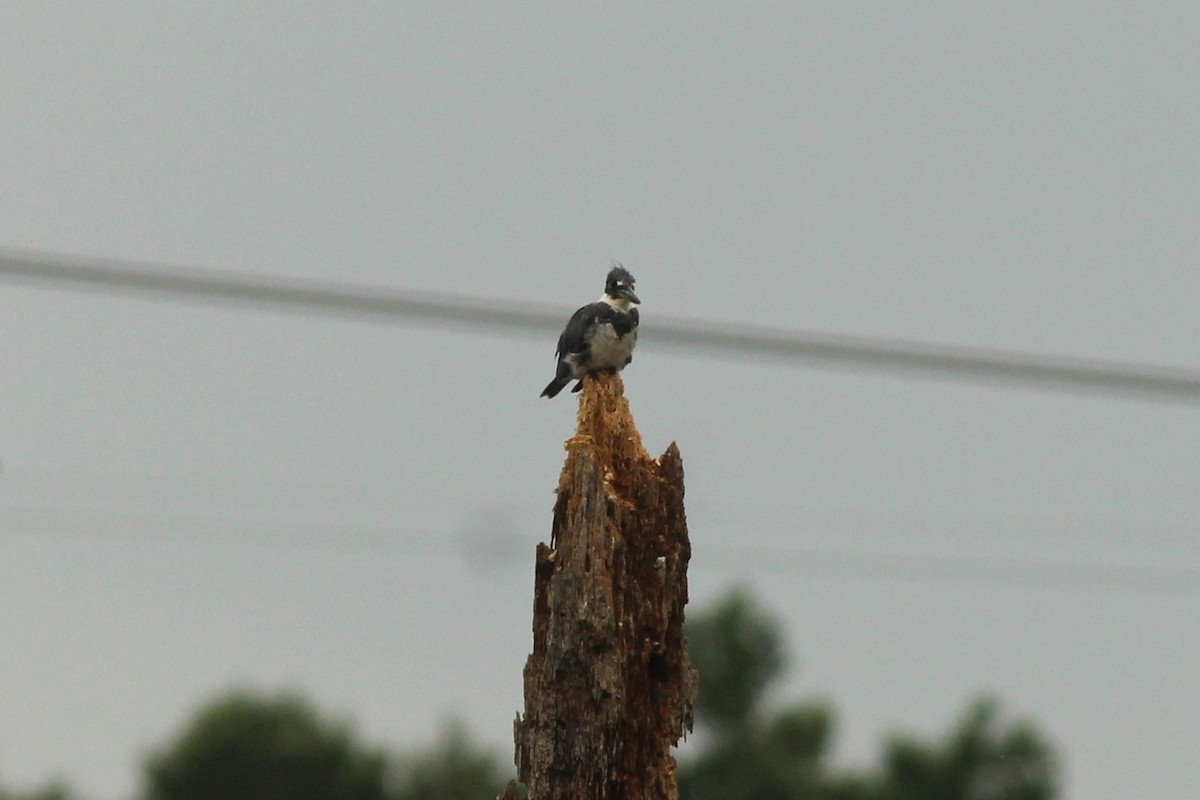 Belted Kingfisher - ML471549021