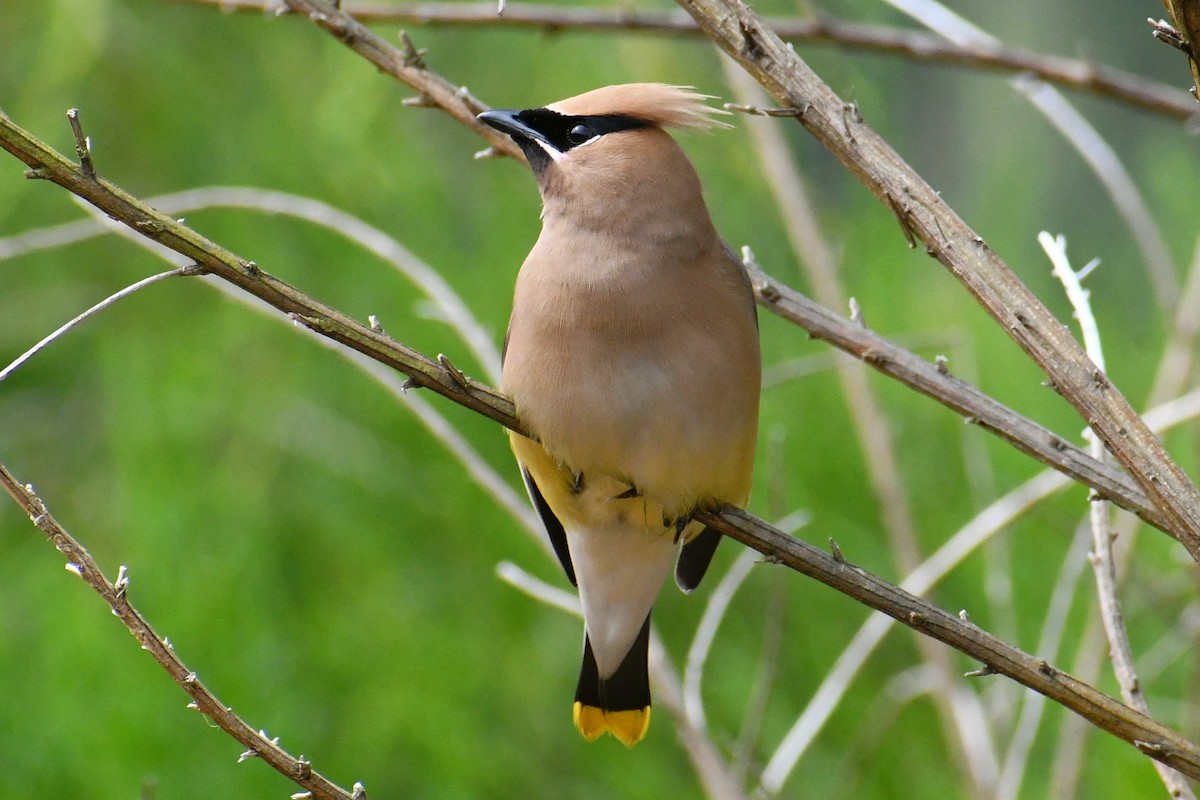 Cedar Waxwing - ML471550151