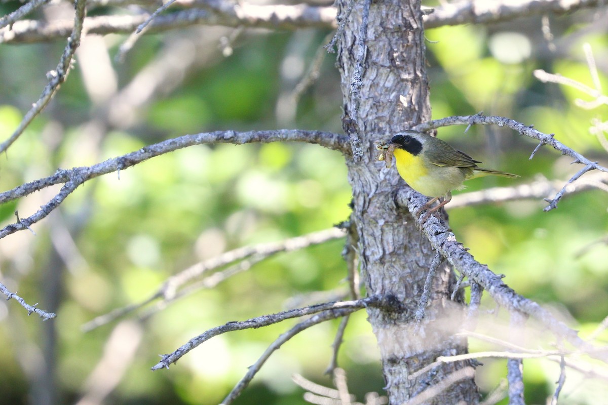 Common Yellowthroat - ML471550321