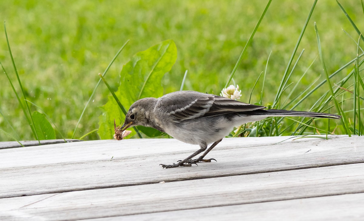 White Wagtail (White-faced) - ML471551201