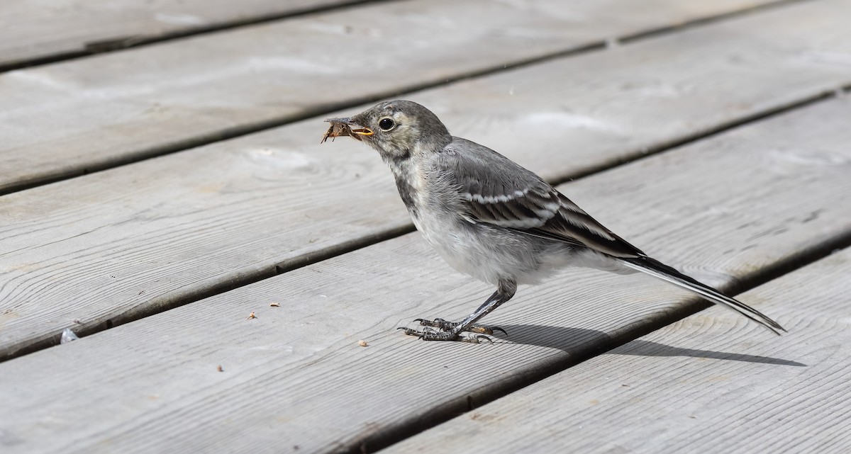 White Wagtail (White-faced) - ML471551211