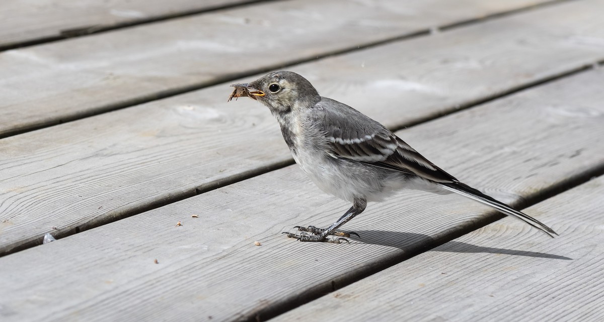 konipas bílý (ssp. alba/dukhunensis) - ML471551211