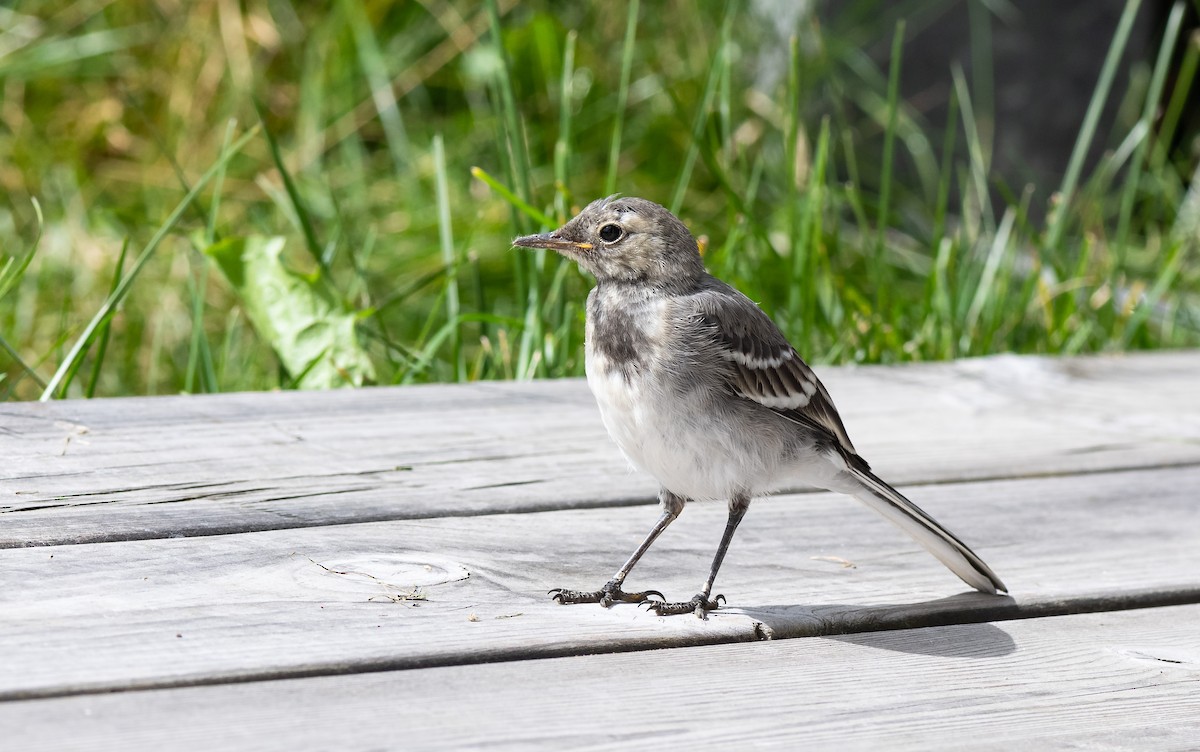 White Wagtail (White-faced) - ML471551221