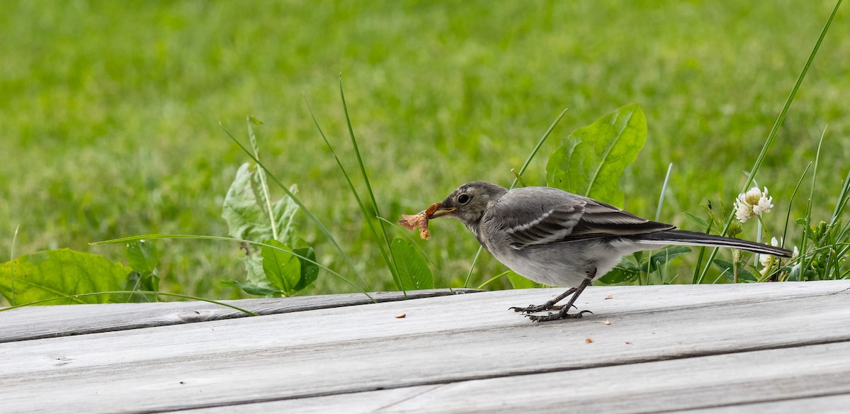 White Wagtail (White-faced) - ML471551241