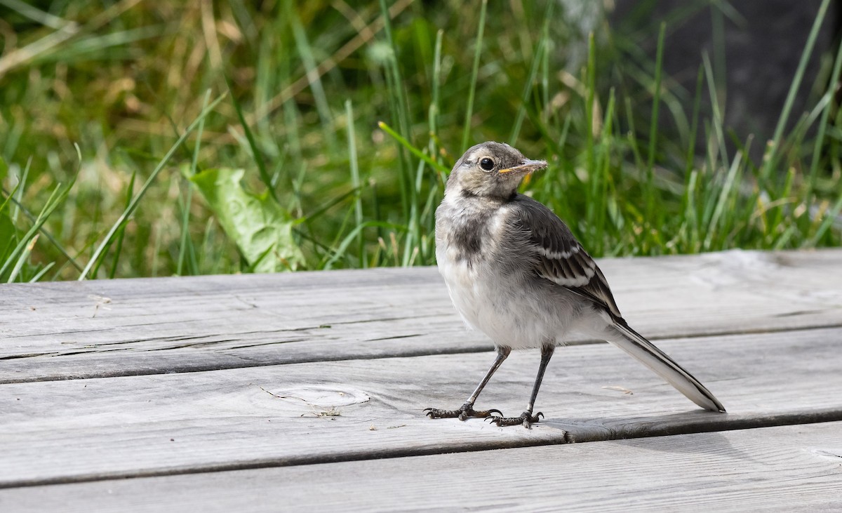 White Wagtail (White-faced) - ML471551251