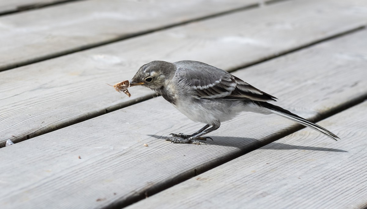 White Wagtail (White-faced) - ML471551271