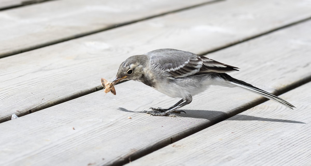 White Wagtail (White-faced) - ML471551281