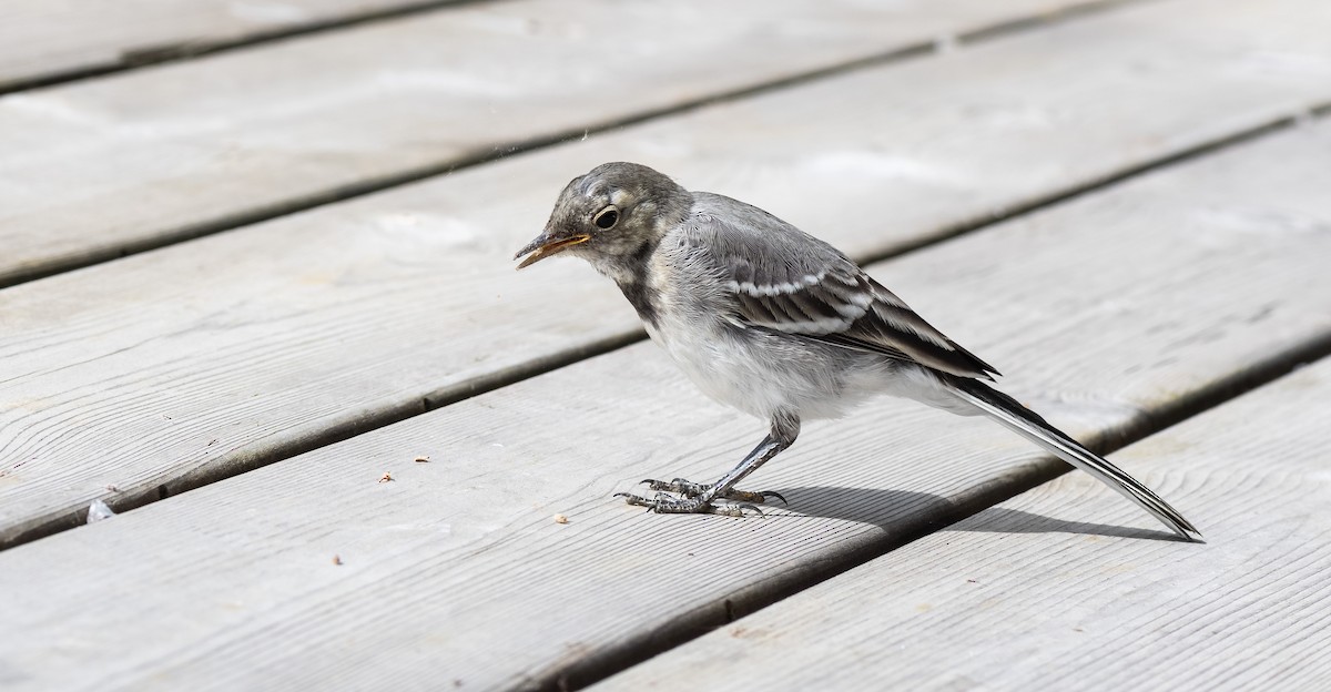 White Wagtail (White-faced) - ML471551301