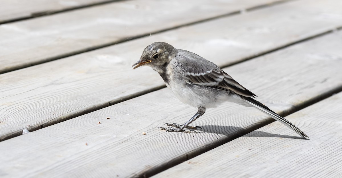 konipas bílý (ssp. alba/dukhunensis) - ML471551301