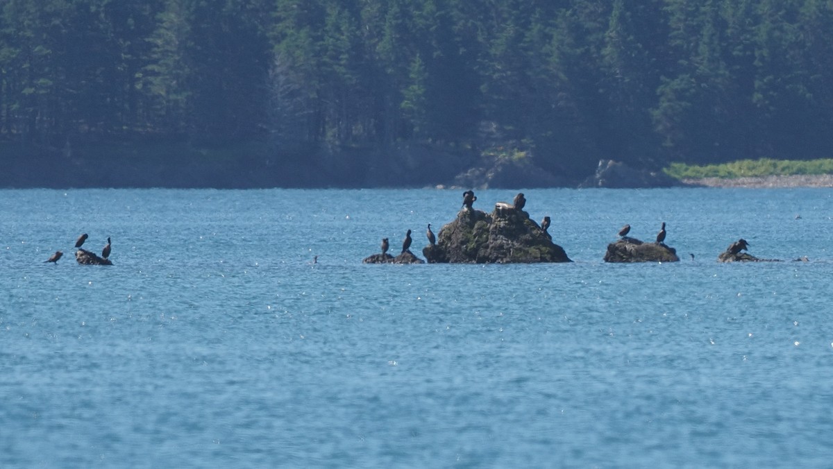 Double-crested Cormorant - ML471553331