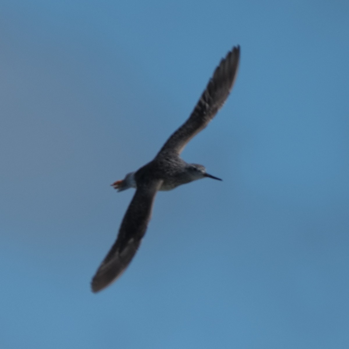 Greater Yellowlegs - ML471554321