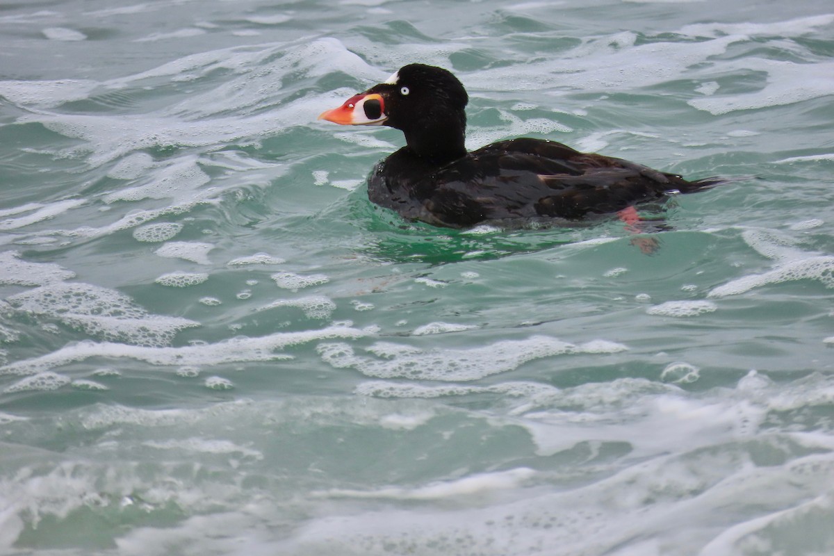 Surf Scoter - ML471554541