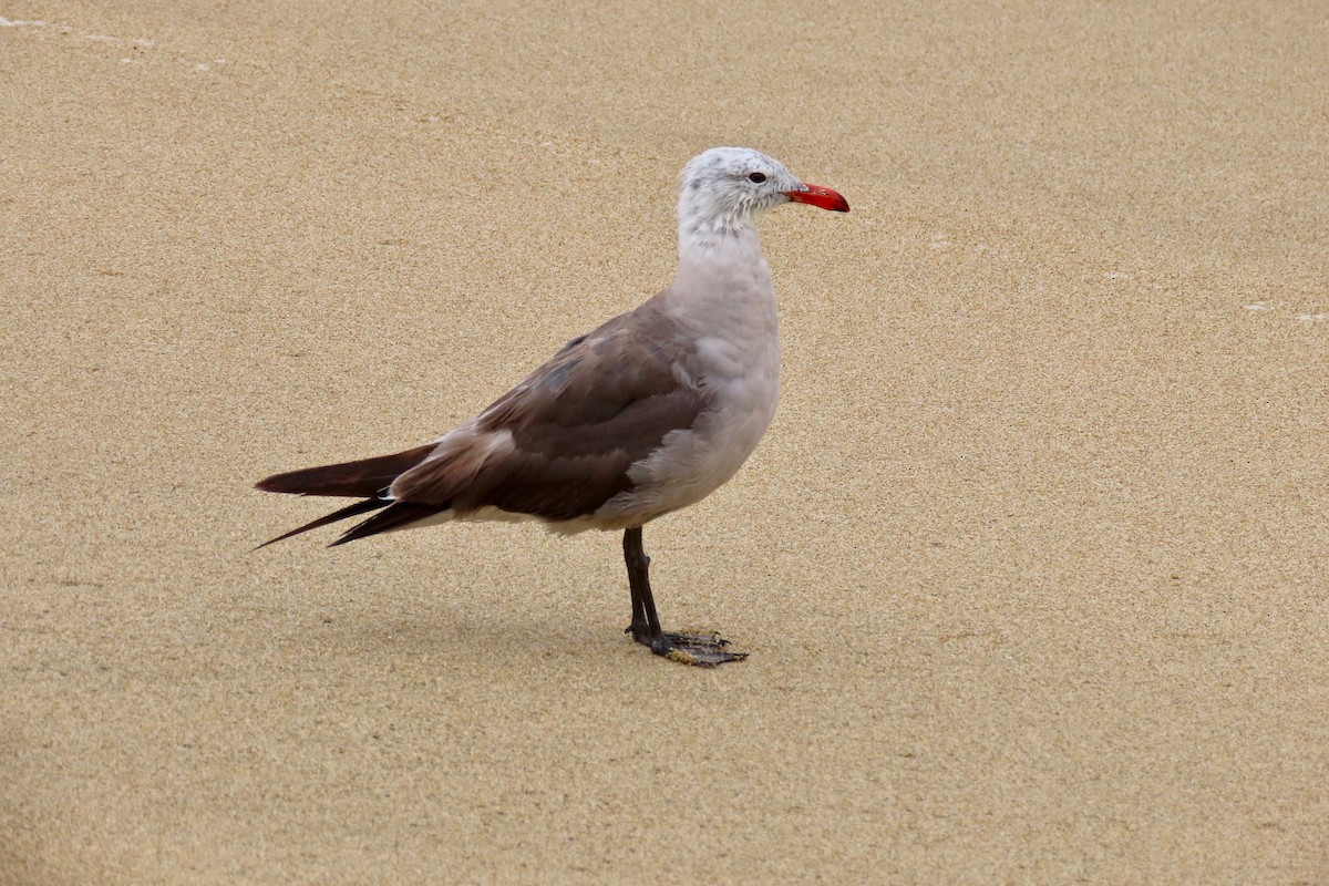 Gaviota Mexicana - ML471555711