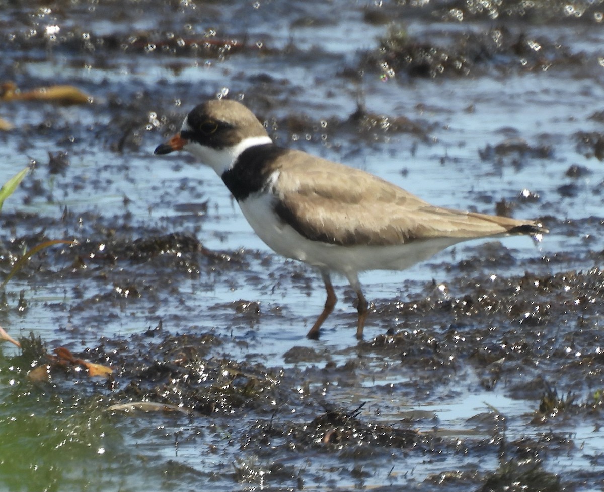 Semipalmated Plover - ML471556281