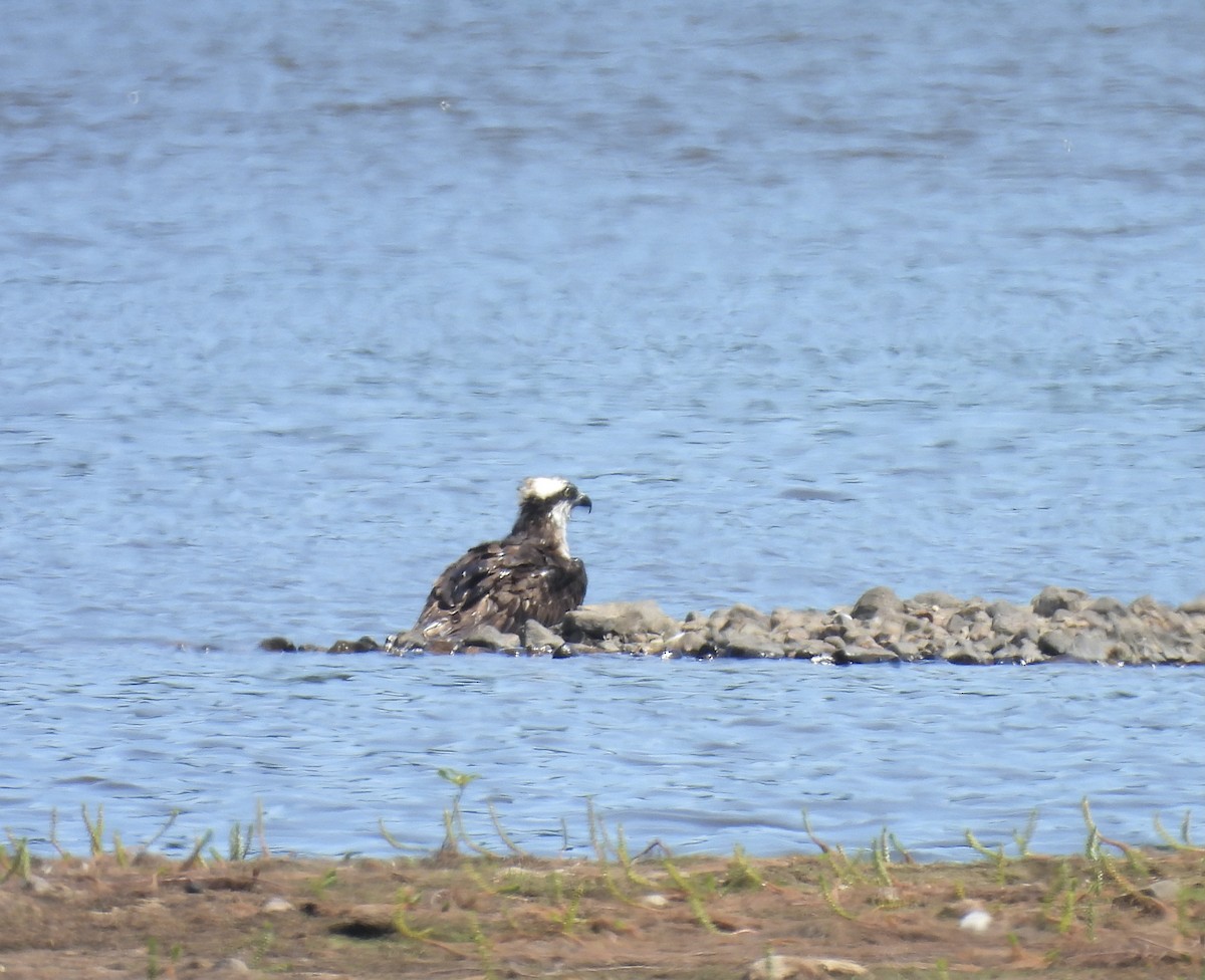 Falco pescatore - ML471556621