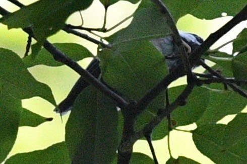 Black-capped Chickadee - ML471556911