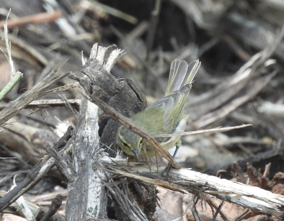 Iberian Chiffchaff - ML471557031