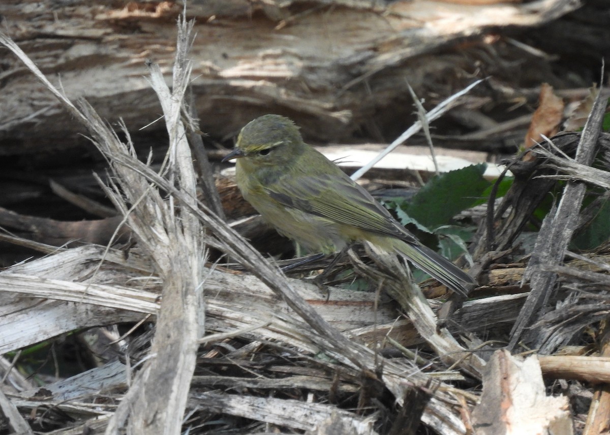 Iberian Chiffchaff - ML471557071