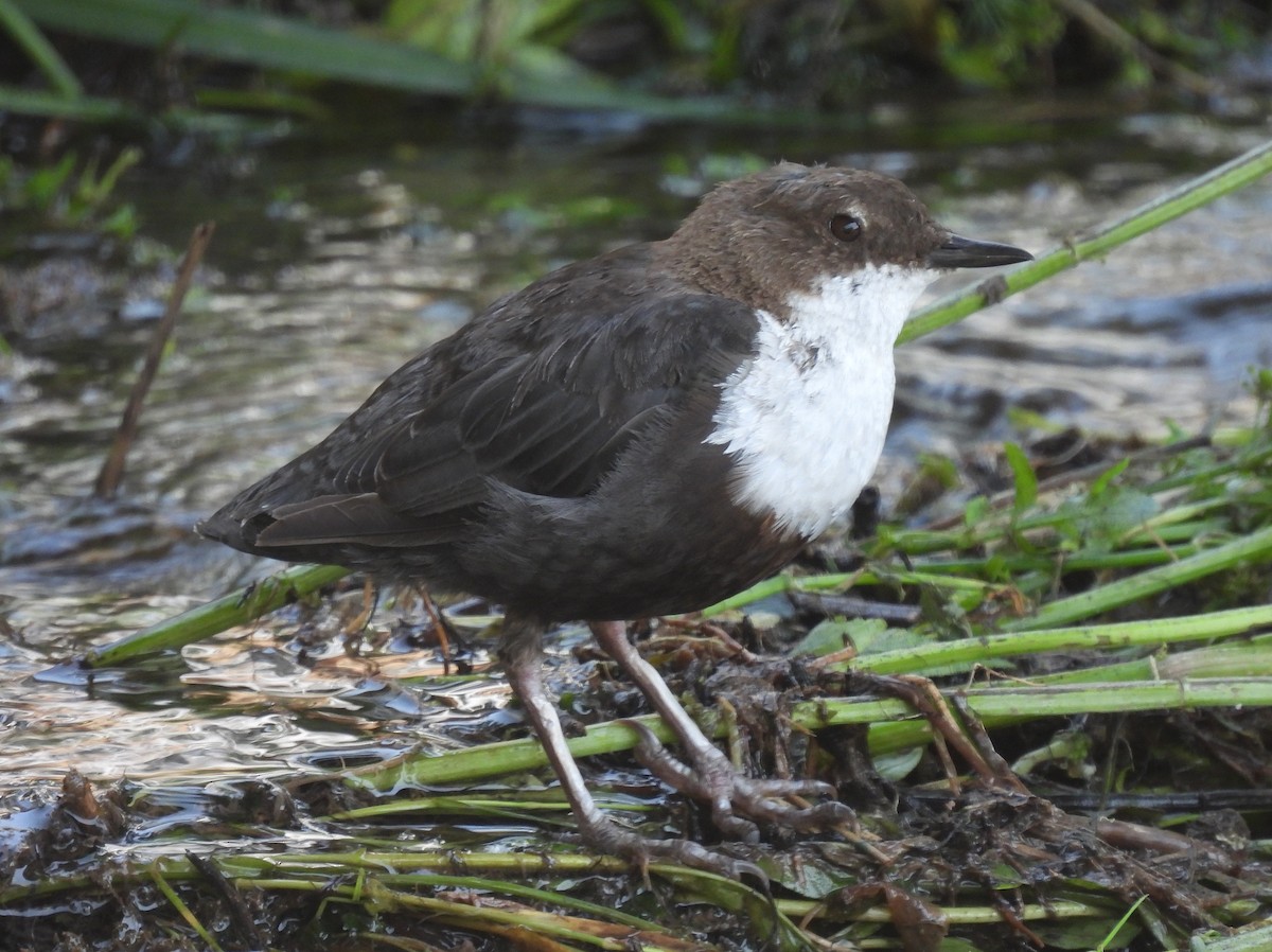 White-throated Dipper - ML471557081