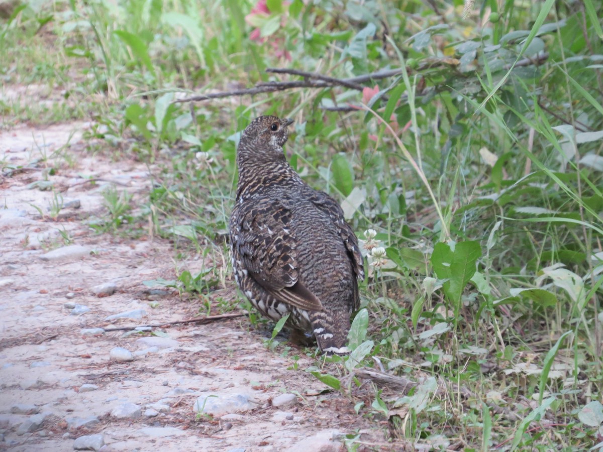 Spruce Grouse - ML471557221