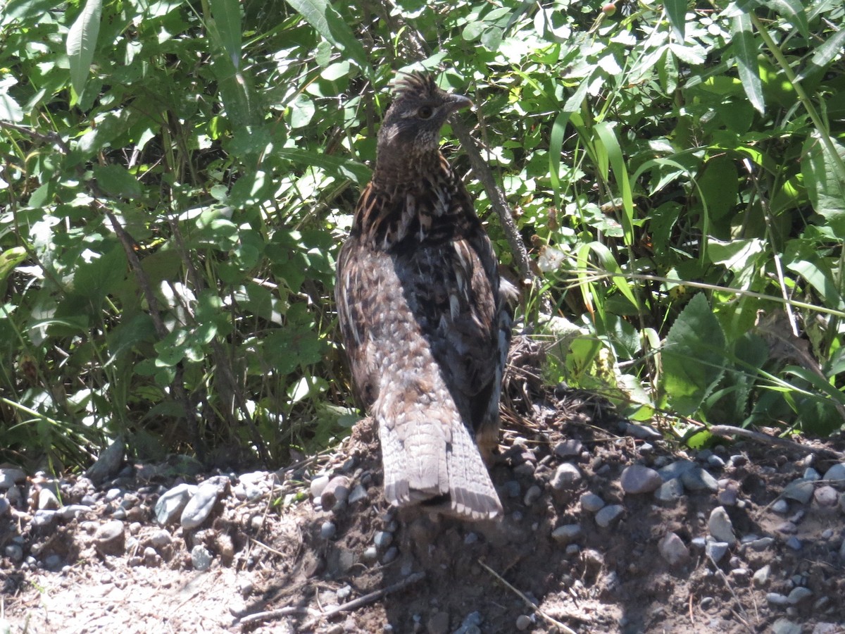 Ruffed Grouse - ML471557491