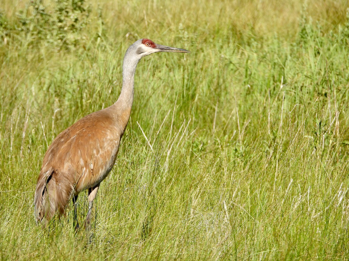 Sandhill Crane - ML471557951