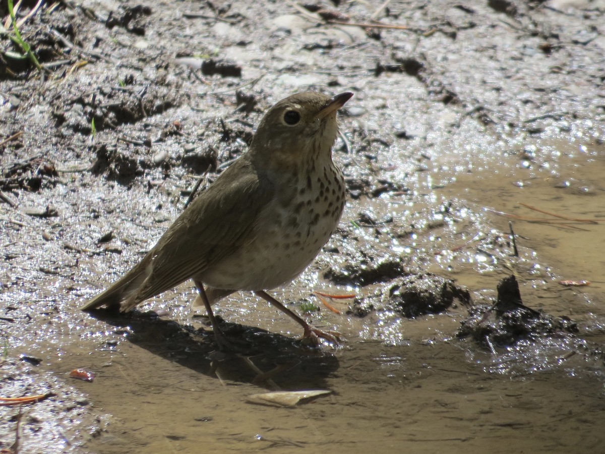 Swainson's Thrush - ML471558531