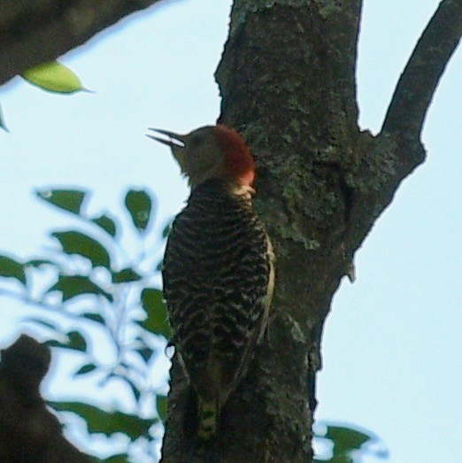 Red-bellied Woodpecker - ML471558731
