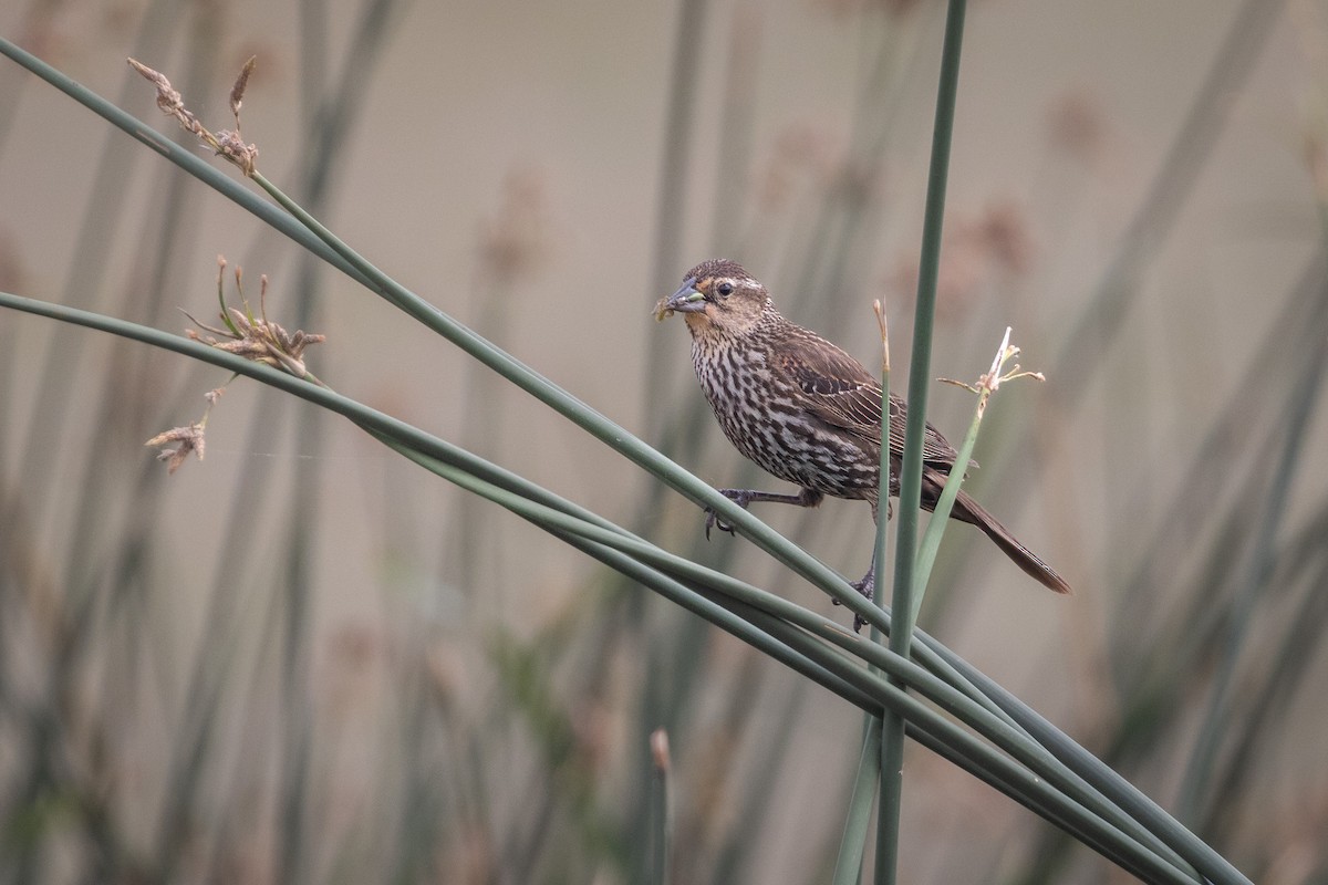 Red-winged Blackbird - ML471558771