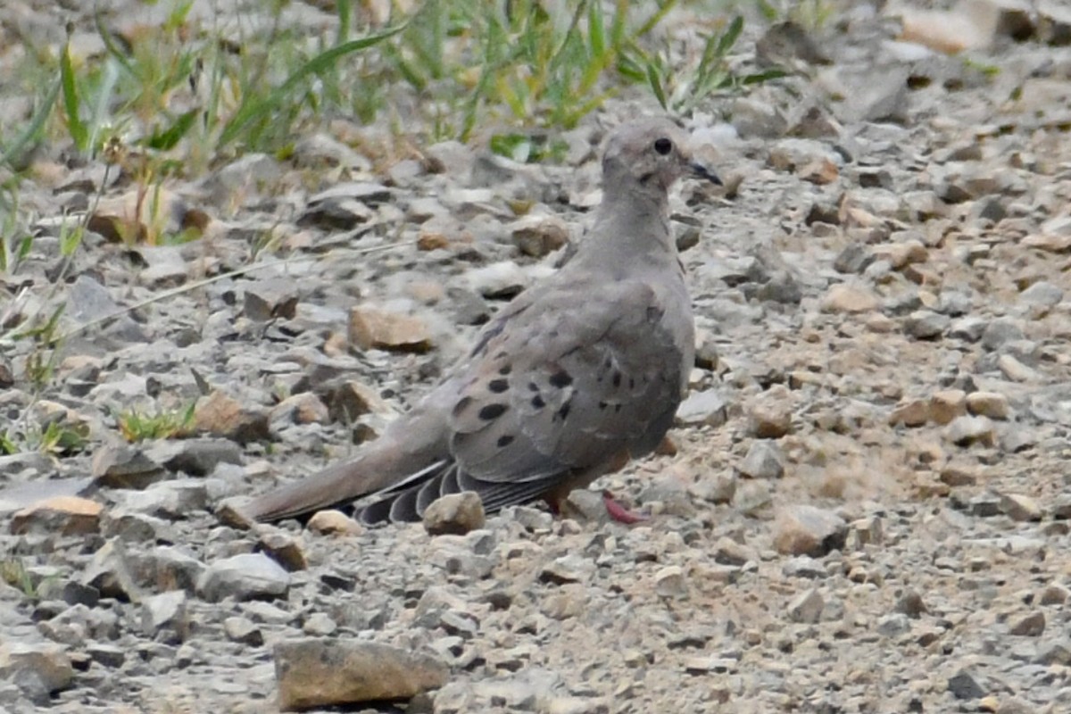 Mourning Dove - ML471559461