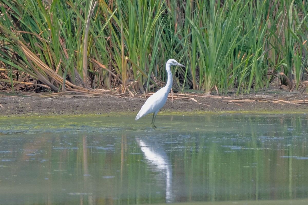 Little Blue Heron - ML471559581