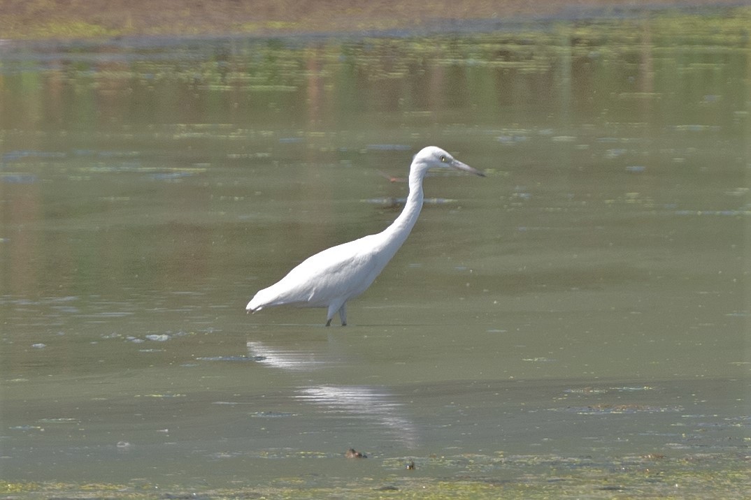 Little Blue Heron - ML471560051