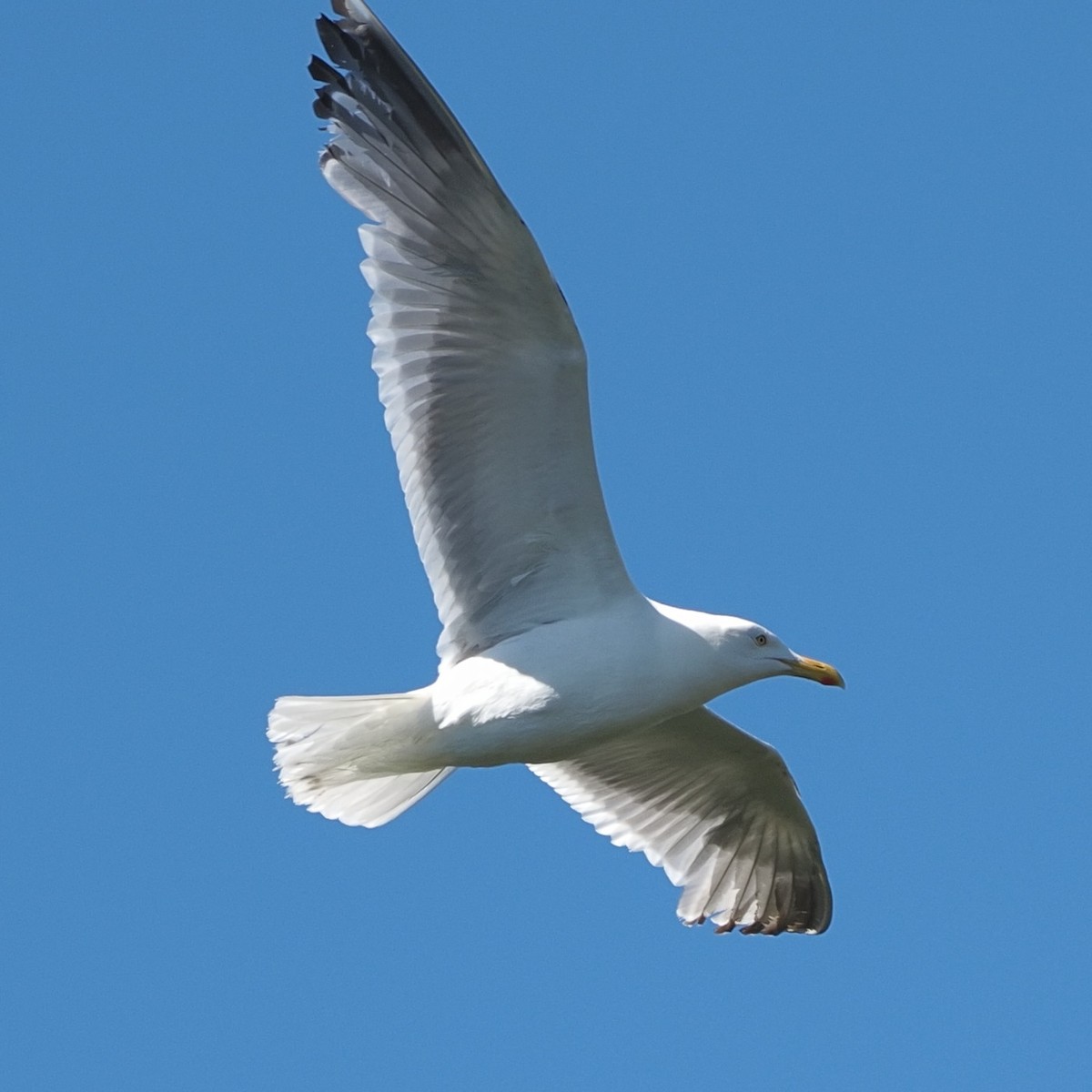American Herring Gull - ML471560191