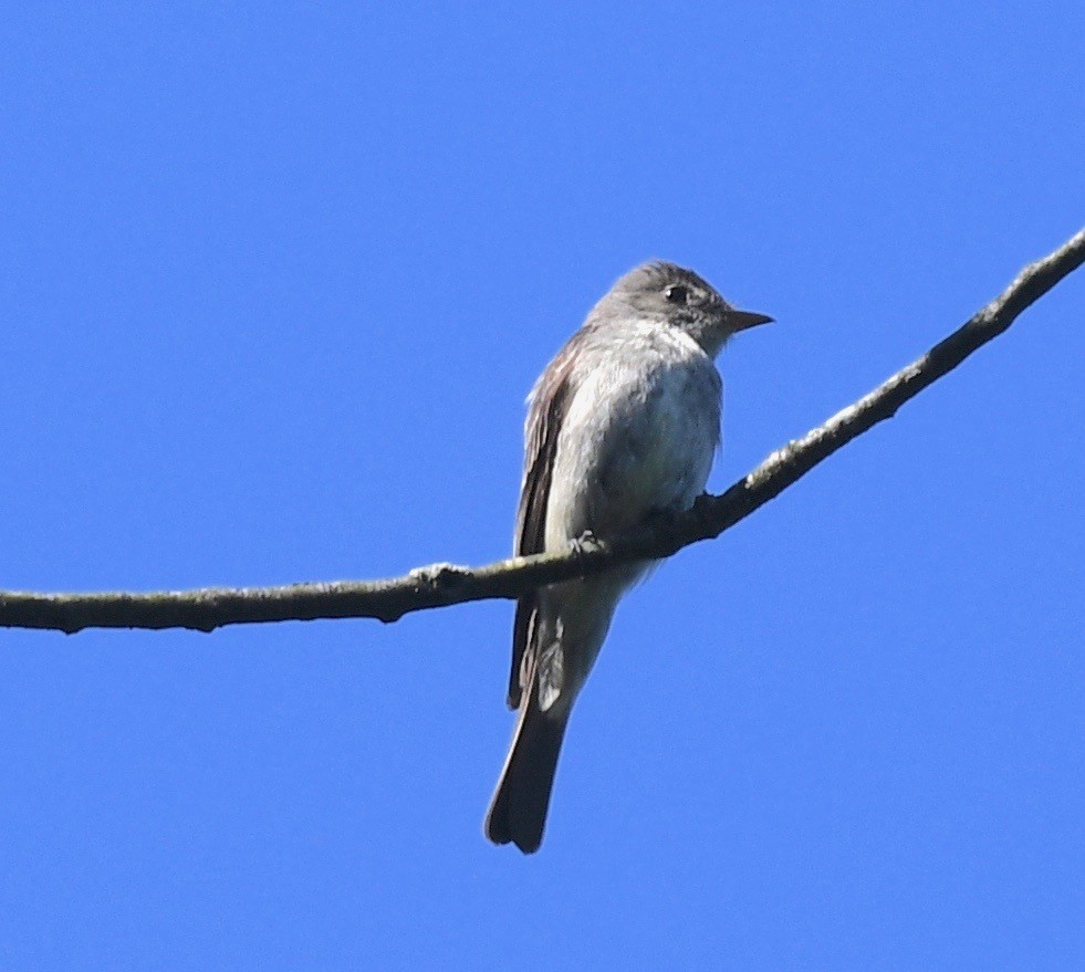 Eastern Wood-Pewee - ML471562111