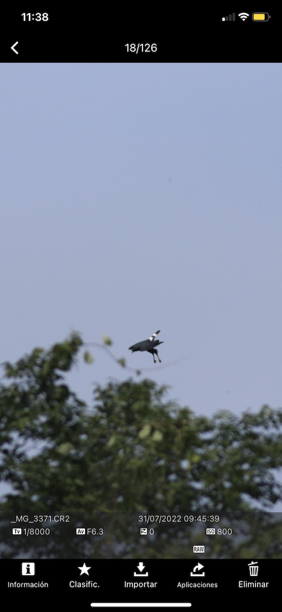 Great Black Hawk - ML471562461