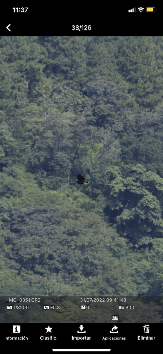 Great Black Hawk - ML471562471