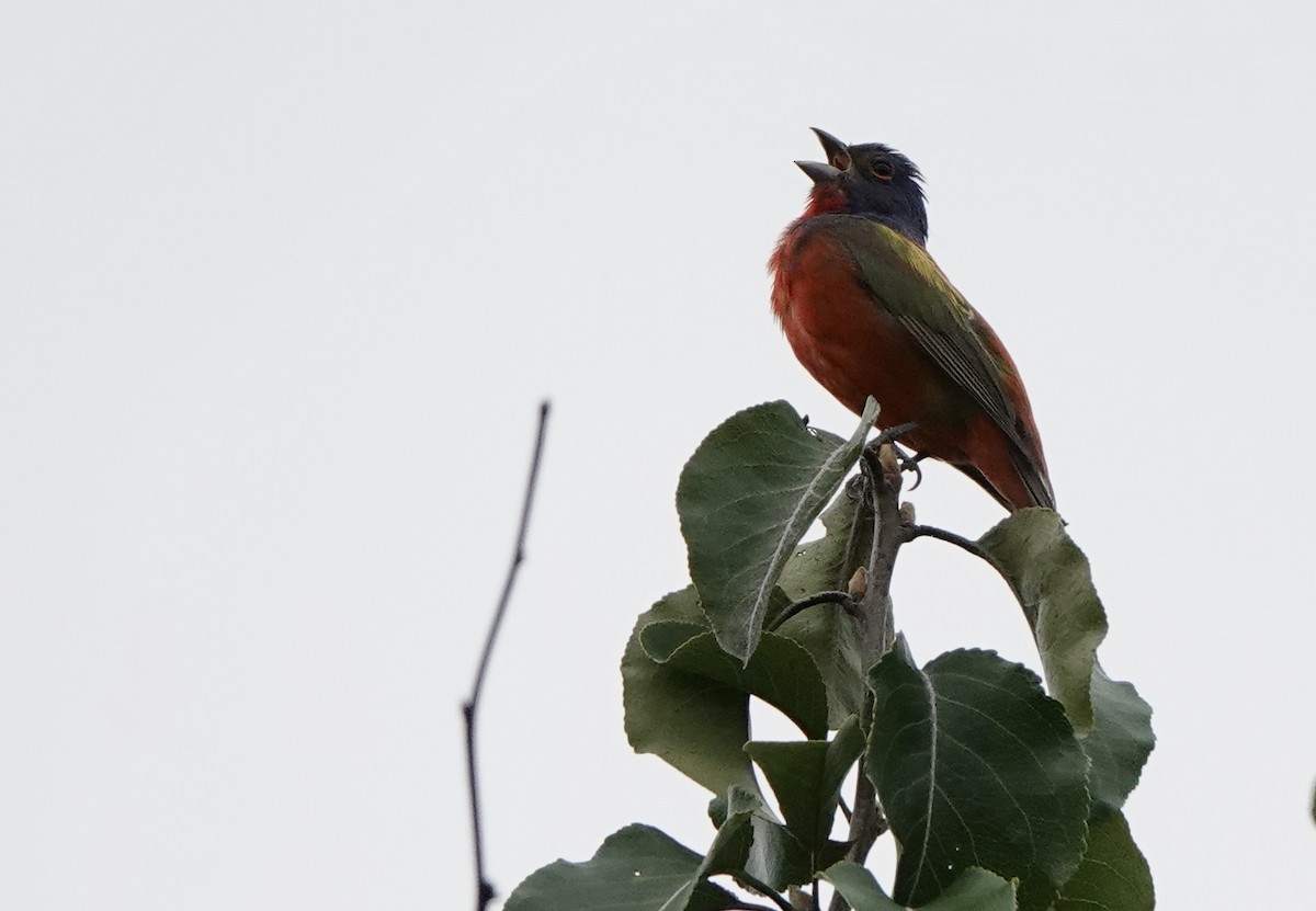 Painted Bunting - ML471563271