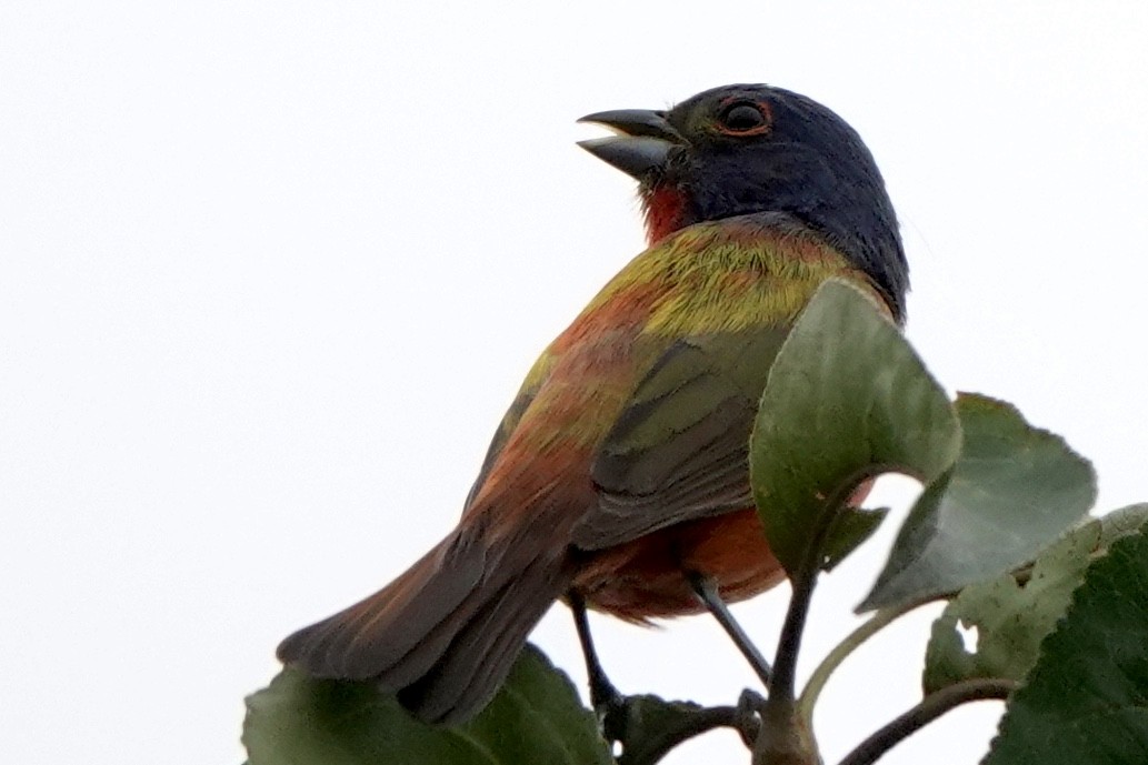 Painted Bunting - ML471563311